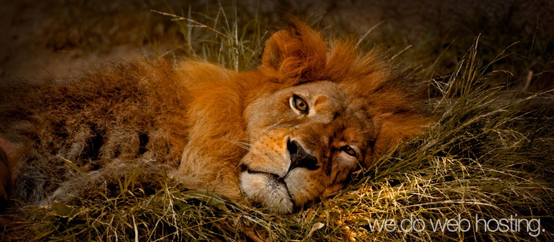 Reseller hosting plans Lion reseller hosting plans